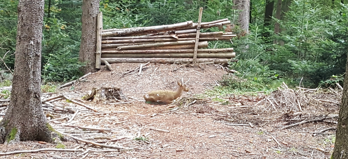 Colemen Traditionell intuitiv Bogenschießen, 3D Bogenparcours Abenberg