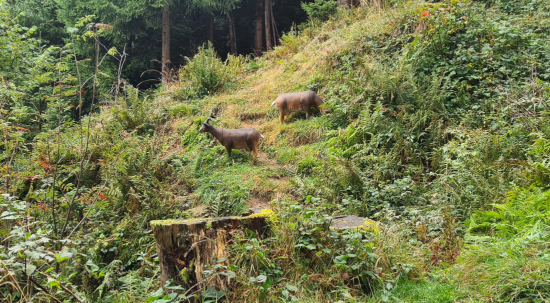 Colemen Traditionell intuitiv Bogenschießen, 3D Bogenparcours Allgäu Bolsterlang