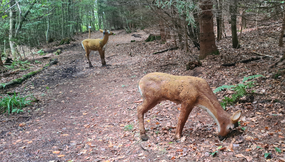 Colemen Traditionell intuitiv Bogenschießen, 3D Bogenparcours Bogen Sehne Immenstadt