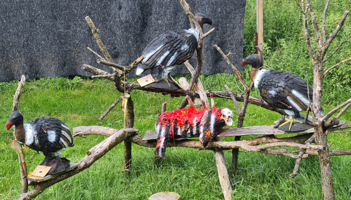 Colemen Traditionell intuitiv Bogenschießen, 3D Bogenparcours, Traditioneller Bärleinsparcours