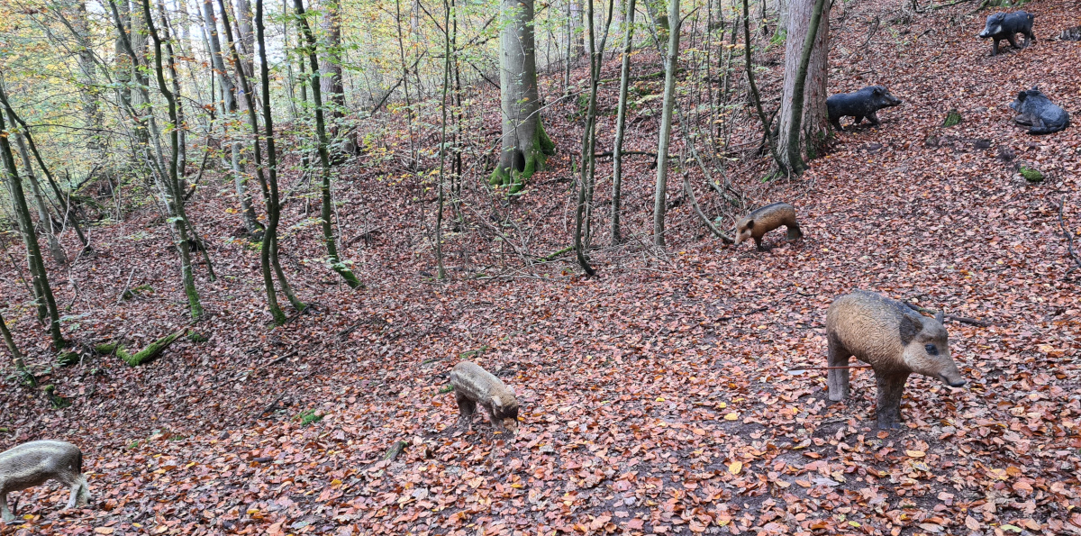 Colemen Traditionell intuitiv Bogenschießen, 3D Bogenparcours Collenberg