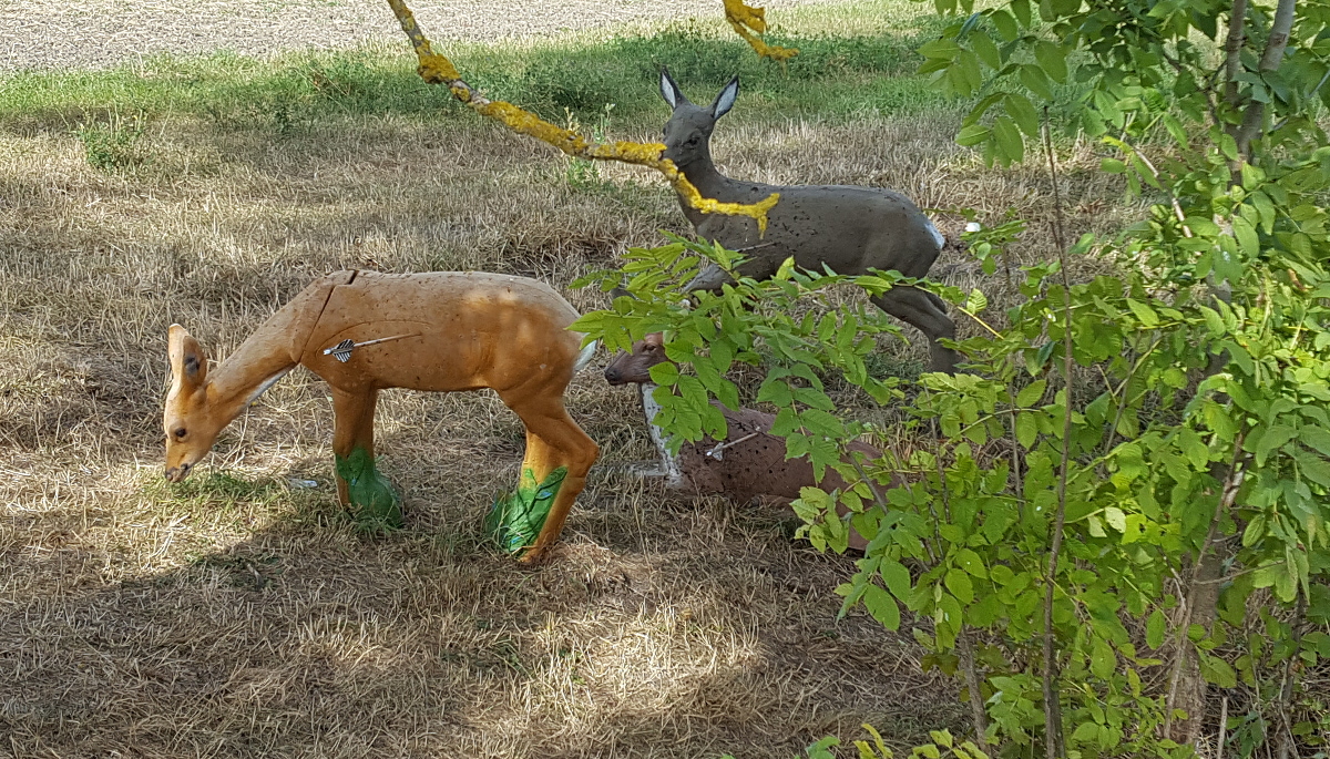 Colemen Traditionell intuitiv Bogenschießen, 3D Bogenparcours Diebacher Edelknechte