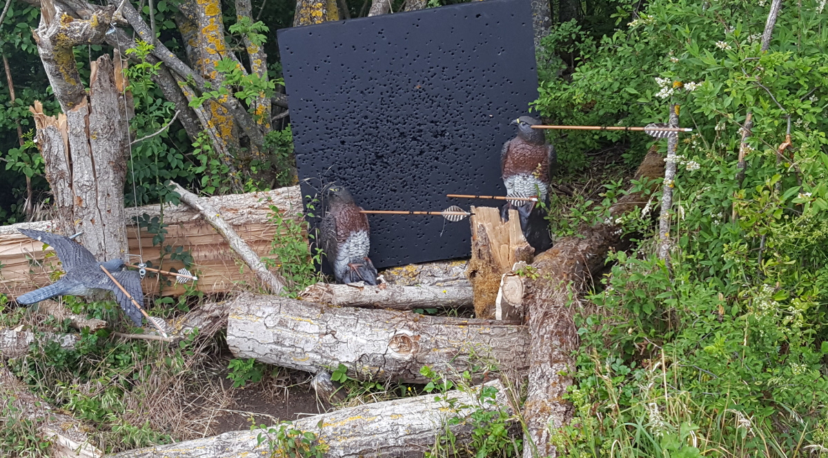 Colemen Traditionell intuitiv Bogenschießen, 3D Bogenparcours, Traditioneller Bogenparcours Hohenlohe