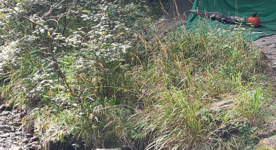 Colemen Traditionell intuitiv Bogenschießen, 3D Bogenparcours Höllschlucht Pfronten