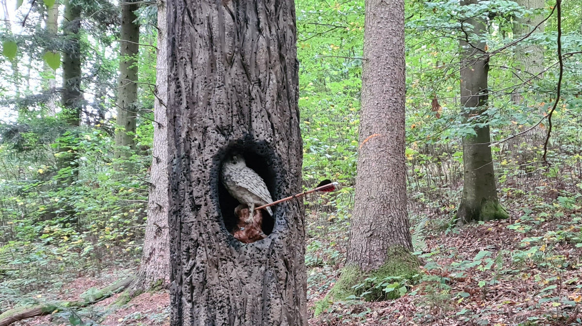 Colemen Traditionell intuitiv Bogenschießen, 3D Bogenparcours Kummersklinge