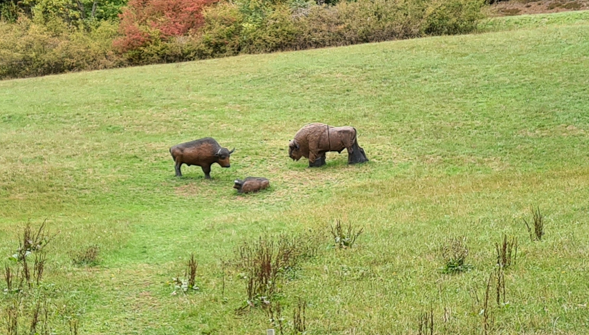 Colemen Traditionell intuitiv Bogenschießen, 3D Bogenparcours Kummersklinge