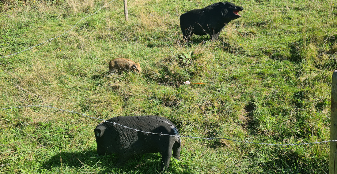 Colemen Traditionell intuitiv Bogenschießen, 3D Bogenparcours Martinszell