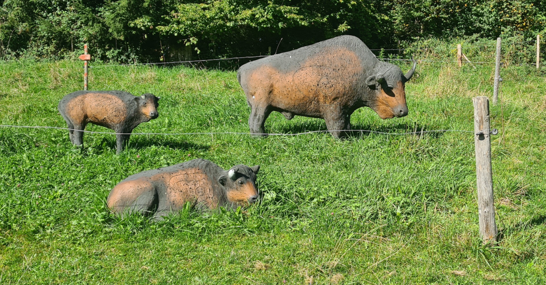 Colemen Traditionell intuitiv Bogenschießen, 3D Bogenparcours Martinszell