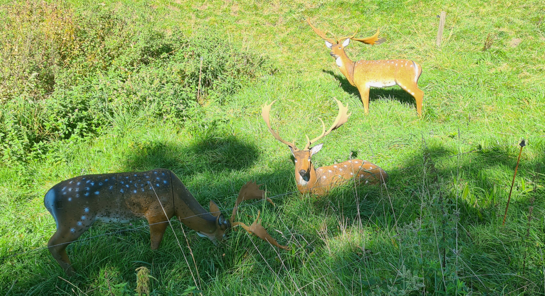 Colemen Traditionell intuitiv Bogenschießen, 3D Bogenparcours Martinszell