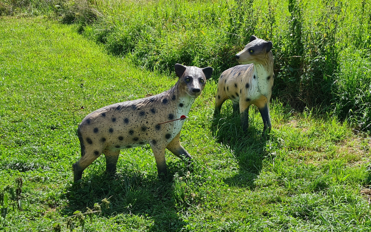 Colemen Traditionell intuitiv Bogenschießen, 3D Bogenparcours, Bogenparcours Ox Bow