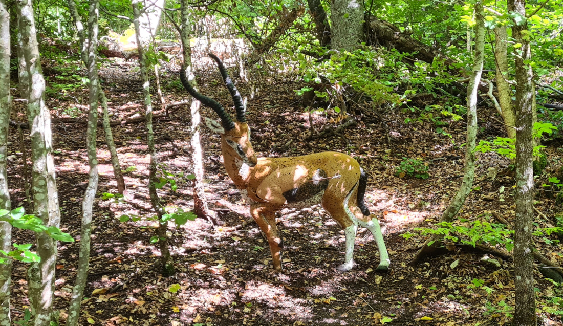 Colemen Traditionell intuitiv Bogenschießen, 3D Bogenparcours Yukon