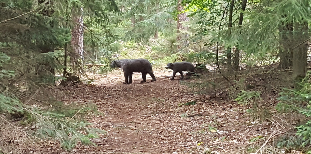 3D Bogenschießen, Bogenparcours Abenberg