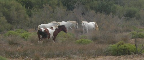 camargue
